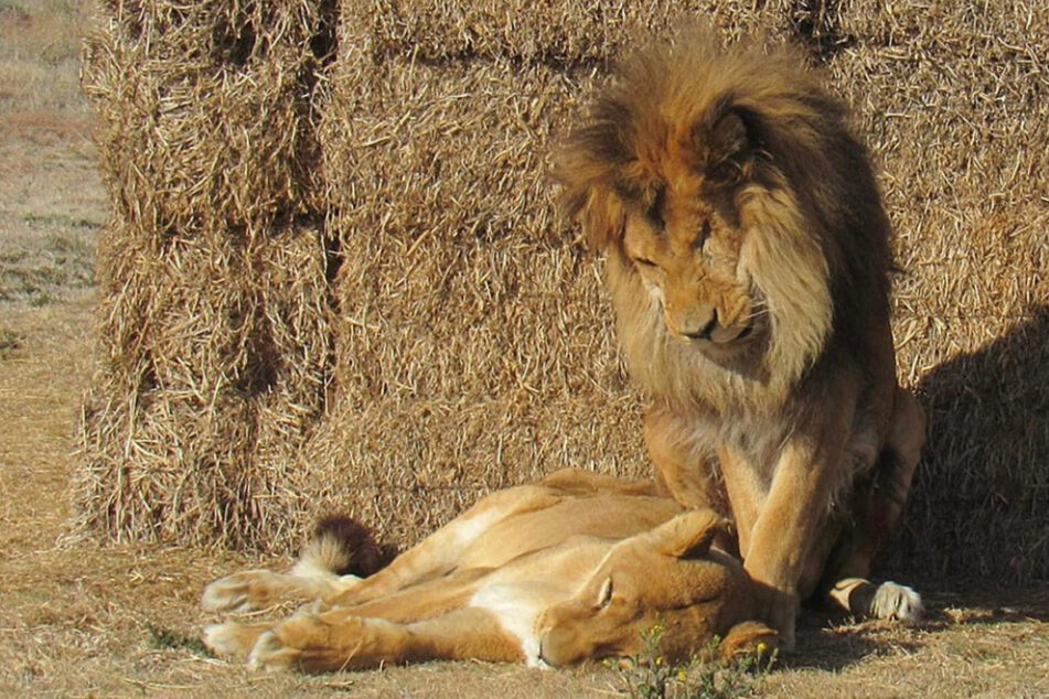 Wahre Liebe: Löwenmännchen bleibt an Seite seiner kranken Gefährtin, bis sie stirbt