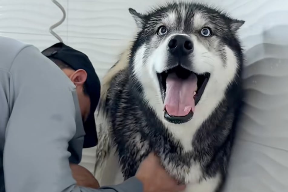 So sieht Leiden aus: Husky Titan macht seinem Namen keine Ehre.