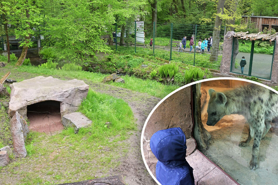 Chemnitz: Hyänen-Anlage eingeweiht: Neue Männer-WG im Tierpark