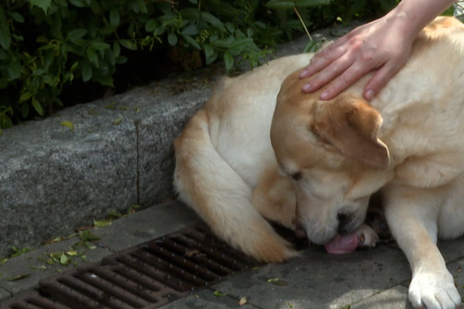 Golden Retriever steckt in Gully-Gitter fest: Feuerwehr sorgt für Happy End