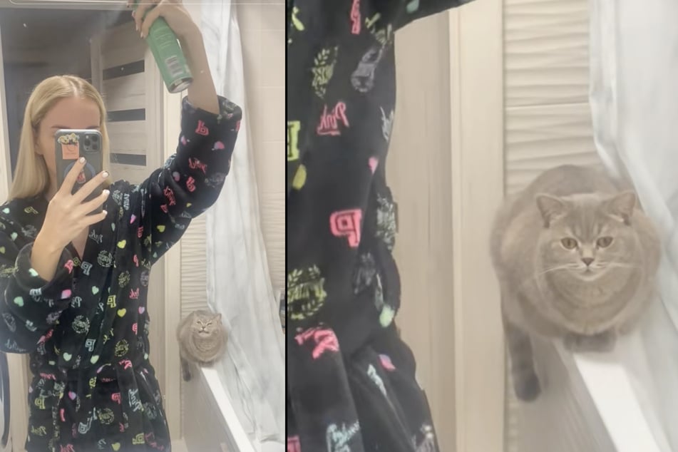 Una gata de Ucrania sigue a su dueña a todas partes, incluso al baño. Pero allí hay un problema.