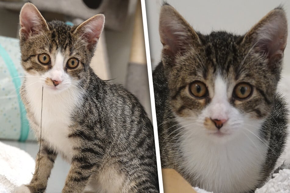 Das zuckersüße Katzenmädchen kam als Fundtier ins Tierheim "Wau-Mau-Insel" in Kassel.