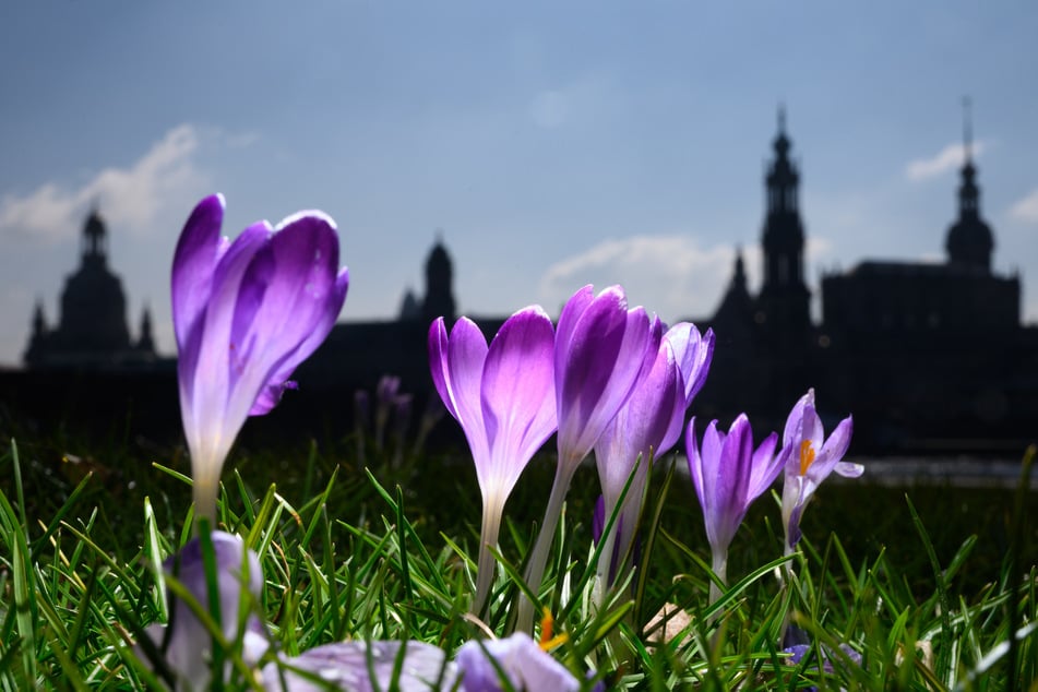 Der Frühling rückt näher und damit auch weitere Lockerungen in Dresden.