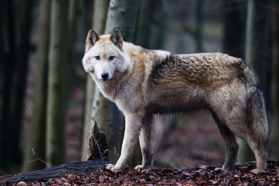 Bei diesem Rüden ist deutlich zu sehen, dass er ein Hybrid aus Hund und Wolf ist. (Archivbild)