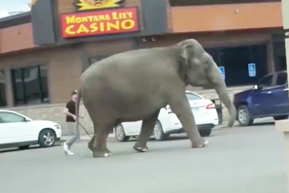 Dieser Elefant büxte am Dienstag aus dem Zirkus in Butte aus.