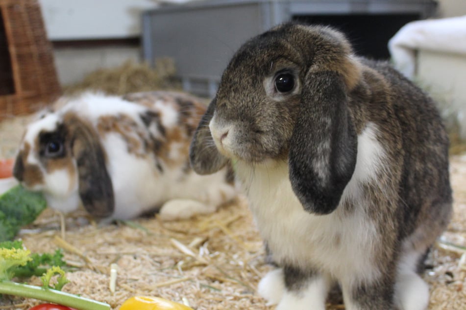 Die Kaninchen Betzy und Ace suchen ein gemeinsames Zuhause.