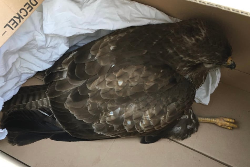 Der Greifvogel konnte von den Beamten gerettet werden.