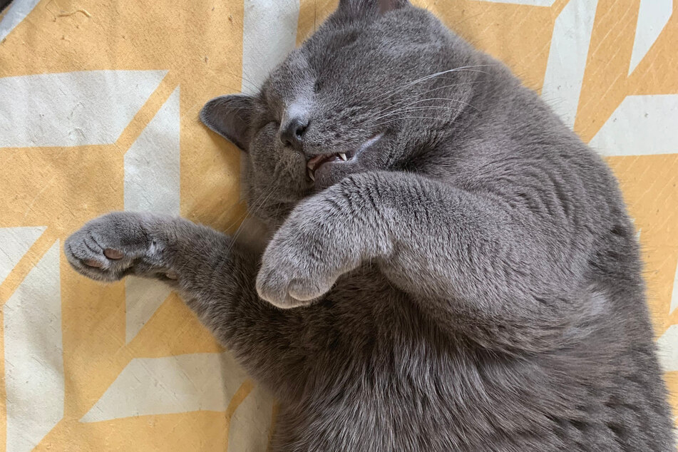 British shorthairs will often get fat, and are incredibly cute when this happens.