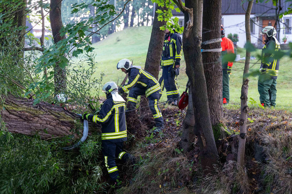 Ein umgestürzter Baum hat in der Nacht auf Donnerstag eine Stromleitung beschädigt.