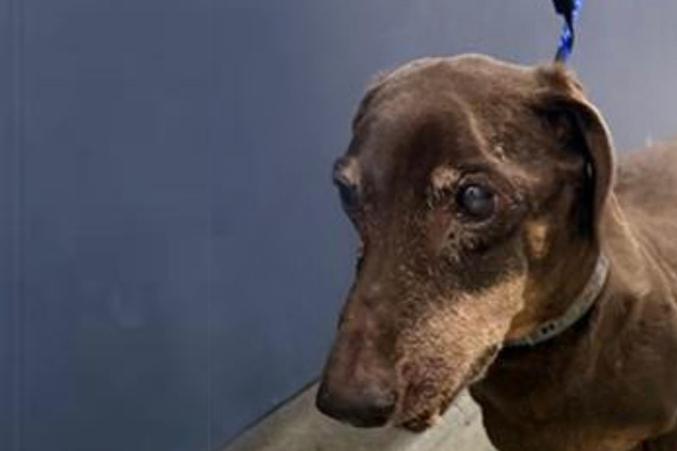 Dackel‑opa wird ins Tierheim gebracht: Sein Mikrochip verrät Herzzerreißendes