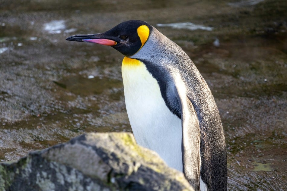 Emperor penguin populations are plummeting – but there's hope!