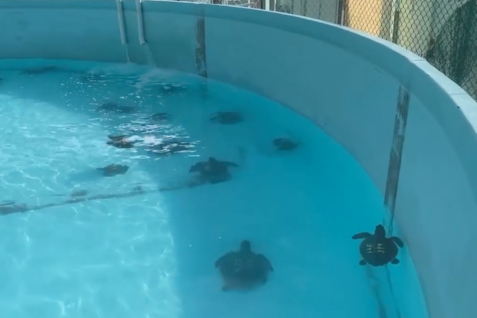 40 cold stunned Kemps Ridley sea turtles are warming up at a the Turtle Hospital in Florida.