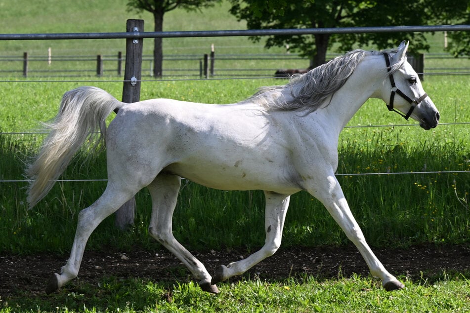 Wem die beiden ausgebüxten Gäule gehören, ist bislang unklar. (Symbolbild)