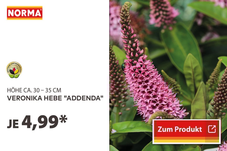 Veronika Hebe "Addenda" für 4,99 Euro