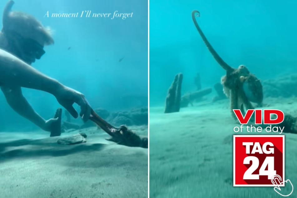 This underwater bond between a man and an octopus is straight out of a movie!