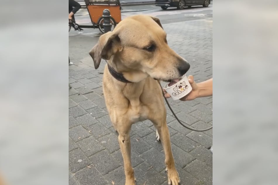 Räucherlachs, Emmentaler oder Leberwurst: Im Eiscafé "Cortina" gibt es für Hunde eine schmackhafte Eisauswahl.