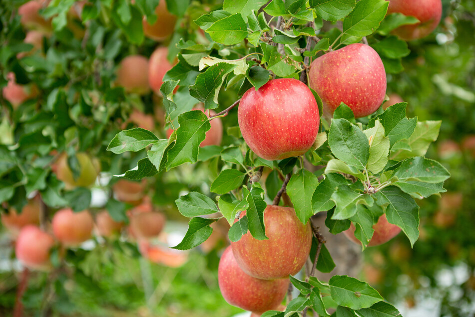 Die ersten Apfelbäume tragen reife Früchte.