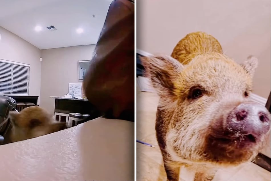 In einem Tierkamera-Video ist zu sehen, was Polly angerichtet hat. Danach zeigte sie sich hochzufrieden.