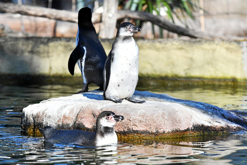 Die Pinguine freuen sich am Frühjahr und starten mit dem Nestbau.