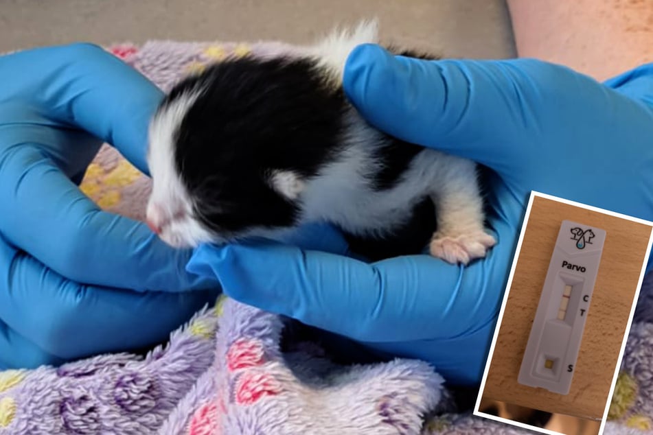 Die kleine Baby-Katze wurde positiv auf Parvo getestet und befindet sich jetzt in einer Tierklinik.