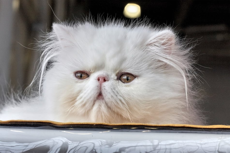 Persian cats are strange looking kitties that don't boast the highest level of intelligence.