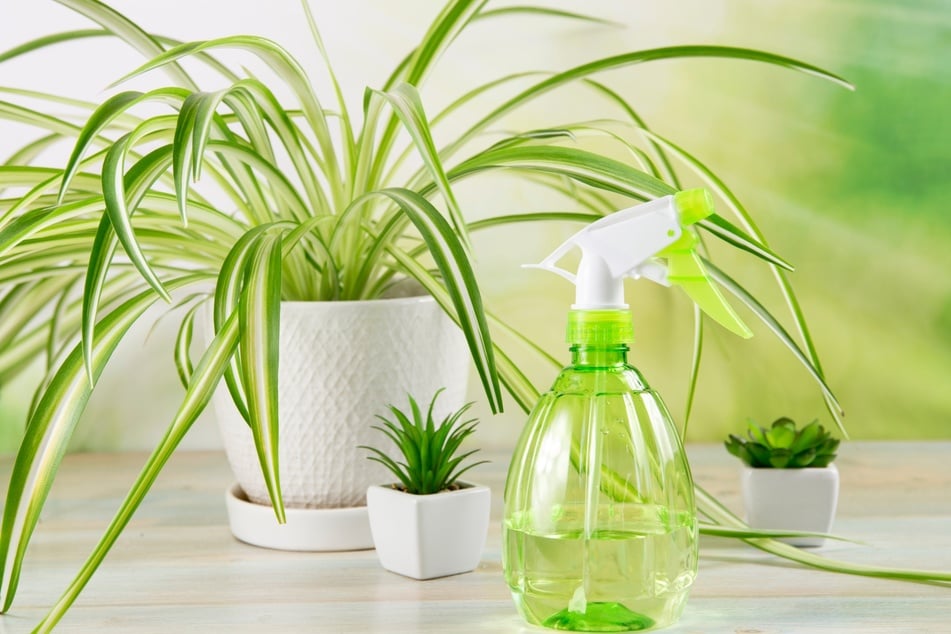 Zimmerpflanzen können effektiv die Luft befeuchten.