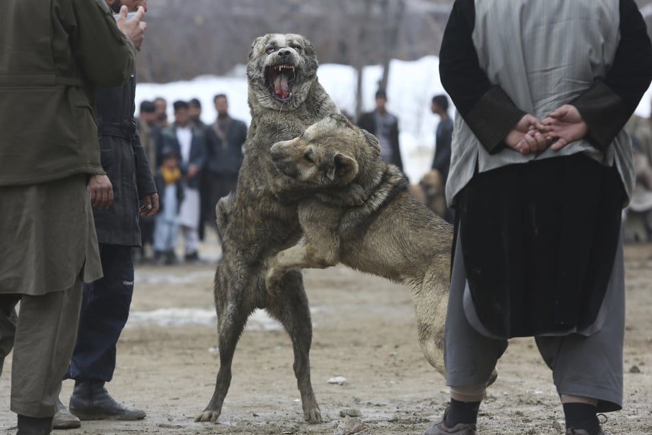 Hundehalter rastet aus und prügelt mit Knüppel auf Spaziergänger ein