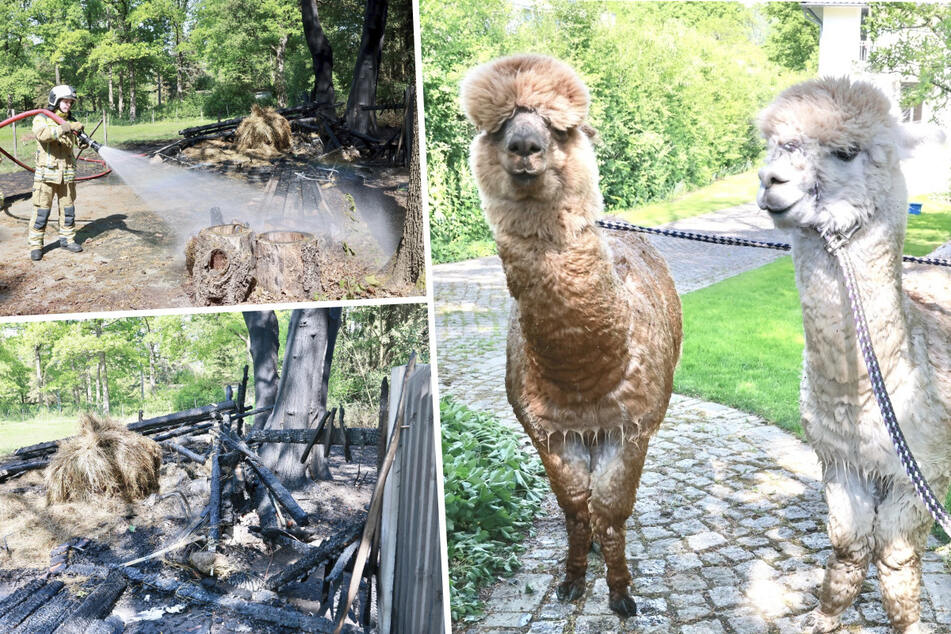 Dresden: Alpaka-Unterstand in Flammen, Don und Carlos vor Feuer gerettet!