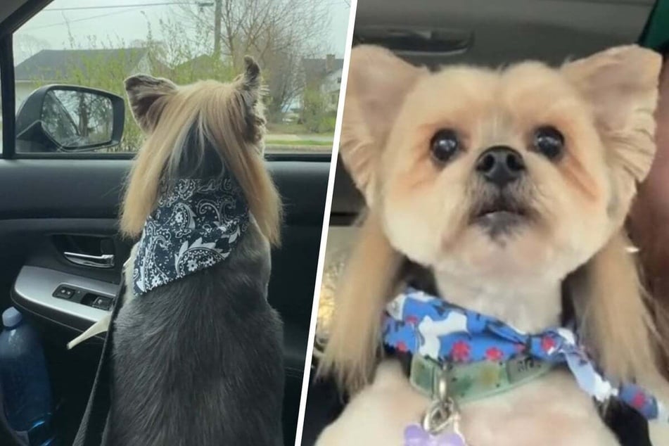 Dog goes viral for adorably hipster mullet hairdo