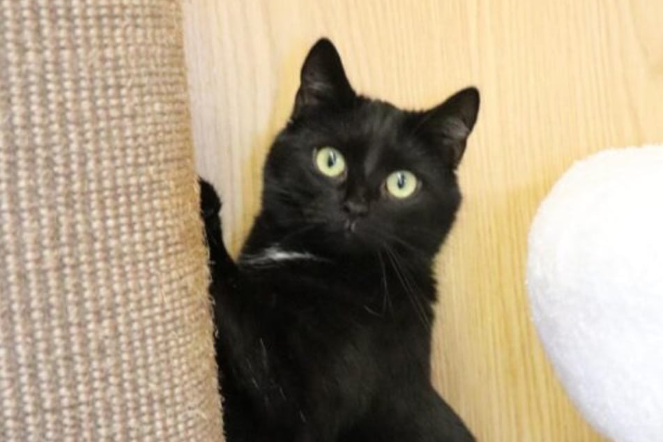 Polaris ist zunächst etwas zurückhaltend.