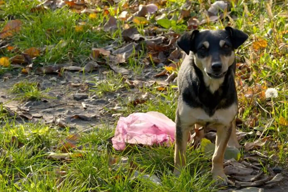 Hund ist nach Tod seiner Besitzer ganz allein in der Ukraine: Was dann passiert, rührt so viele Herzen