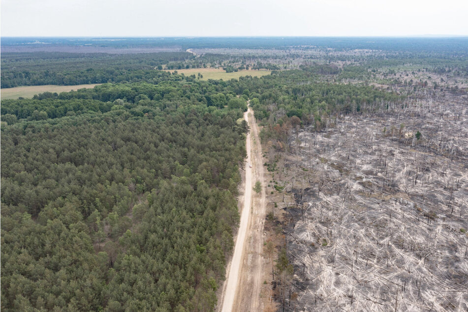 Am Dienstag stiegen an vielen Stellen im Wald dicke Rauchschwaden auf. Überall waren verkohlte Bäume zu sehen, und es roch verbrannt.
