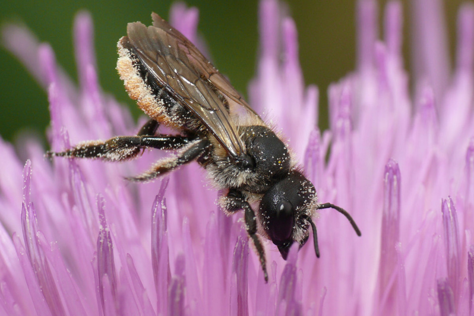 Wissenschaftler entdeckten im Botanischen Garten in München vier seltene Stängel-Blattschneiderbienen.