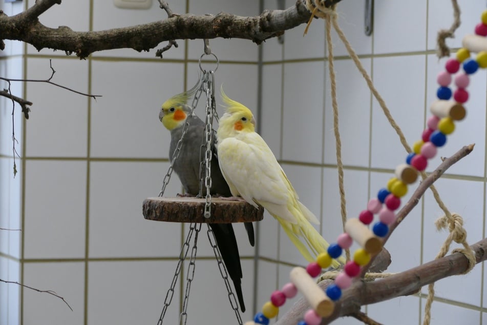 Několik nymfáčků, jako jsou Rose a Strolch, hledá nové majitele.