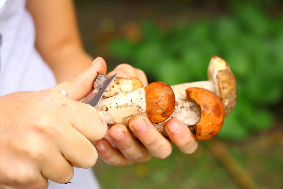 Frische Pilze schmecken einfach ganz wunderbar.