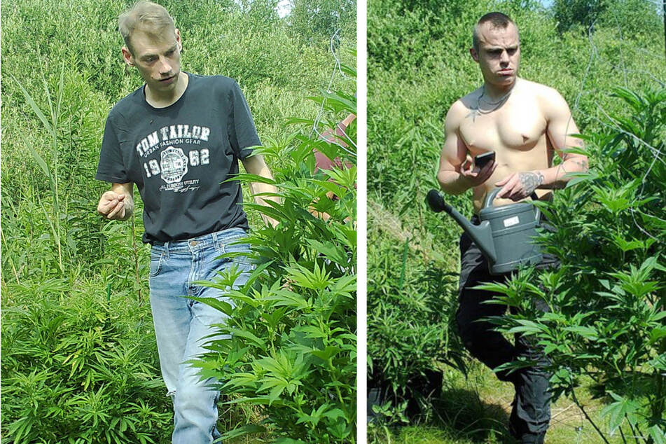 Hanfplantage entdeckt: Polizei fahndet nach diesen vier Männern