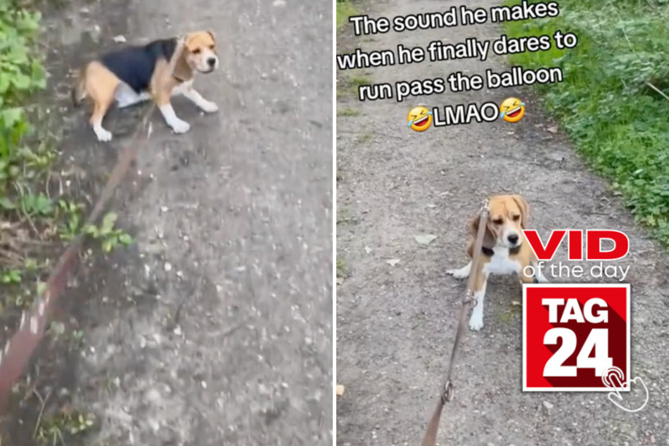 viral videos: Viral Video of the Day for September 10, 2023: Beagle terrified by balloon has TikTok in tears of laughter