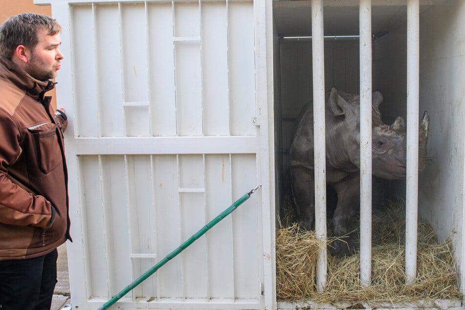 Umzug nach Tschechien: Zoo Magdeburg verabschiedet sich von Nashorndame Malia