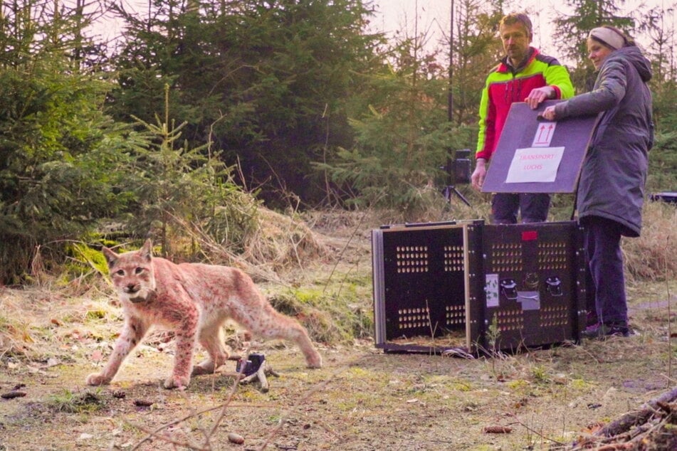 Der Kuder Juno war der zweite Luchs, der in einem Wald bei Eibenstock aus der Transportkiste rannte.