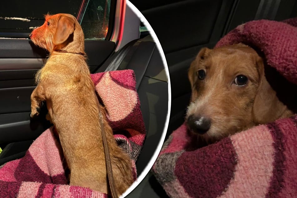 In Neumünster hat eine Anwohnerin einen Dackel im Gebüsch gefunden.