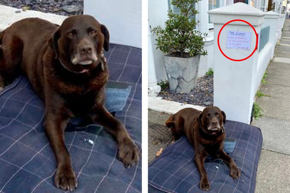 Frau sieht Hund mit Zettel am Gehsteig: Als sie die süße Nachricht liest, geht ihr das Herz auf