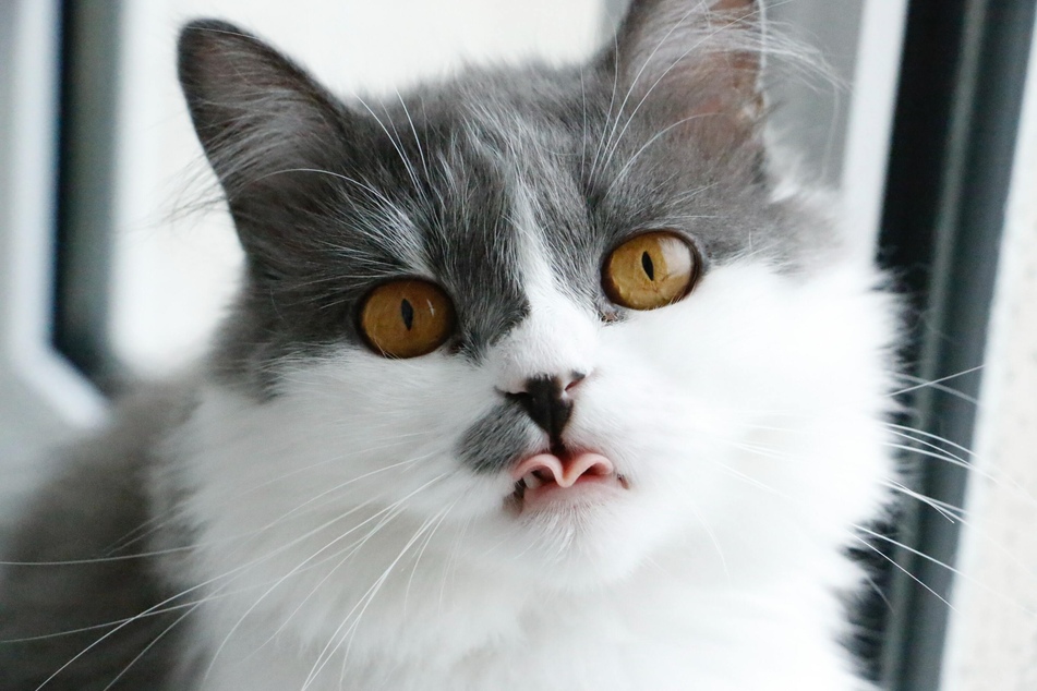 Drooling is rather rare in cats, but can be quite harmless.