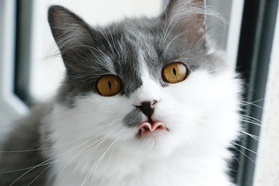 Drooling is quite common in cats, and usually completely harmless.