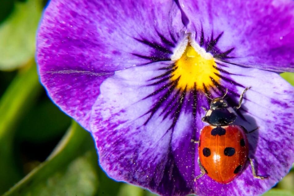 Insekten zählen: Warum Du jetzt auf Marienkäfer achten solltet