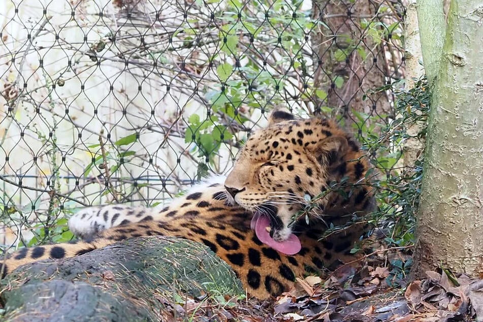 Nicht nur gemütlich: Leopard Kitan kann auch anders.