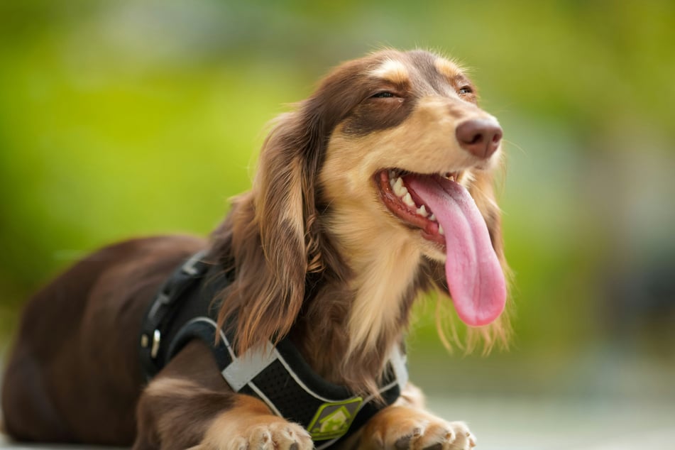 The dachshund is a famous, popular and easy to look after dog breed.