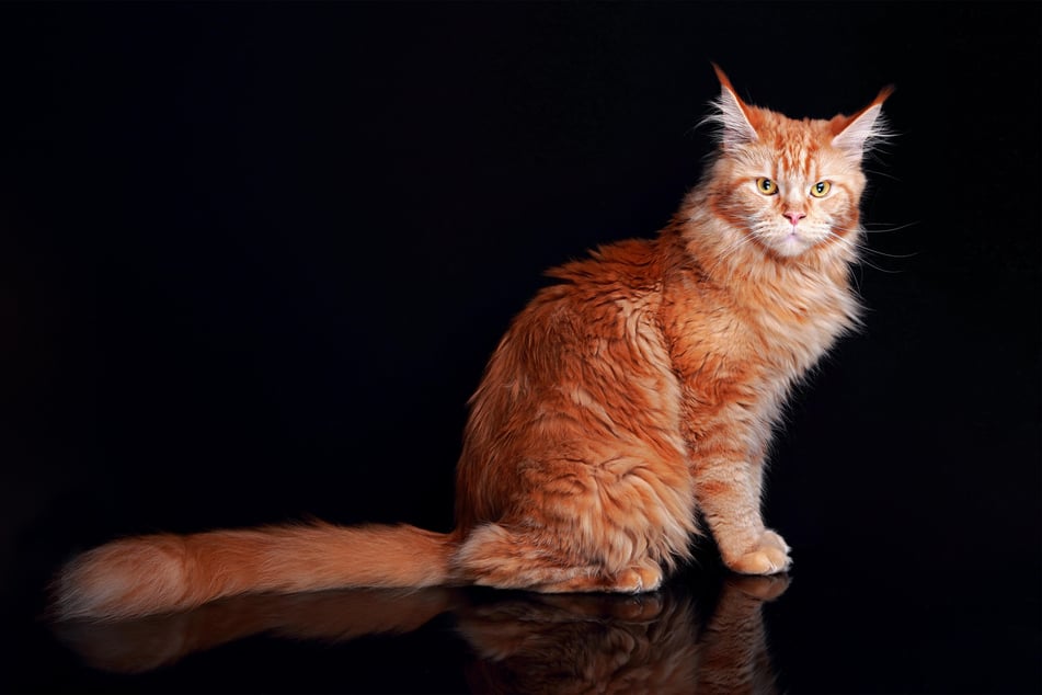Maine Coons are some of the biggest and most popular kitties, and make great orange cats.