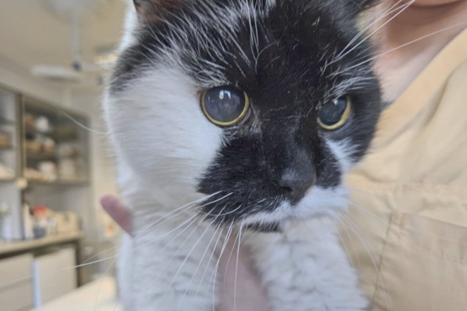 Uciekinier z Hamburga pojawił się ponownie w Ludwigshafen półtora roku później.