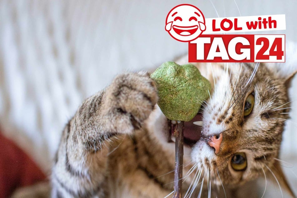 Joke of the Day for October 11, 2025: A cat funny for Caturday!