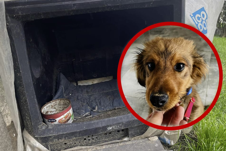 Puppy lives inside a broken TV set in heartbreaking discovery